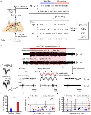 Nonlinear analysis of neuronal firing modulated by sinusoidal stimulation at axons in rat hippocampus